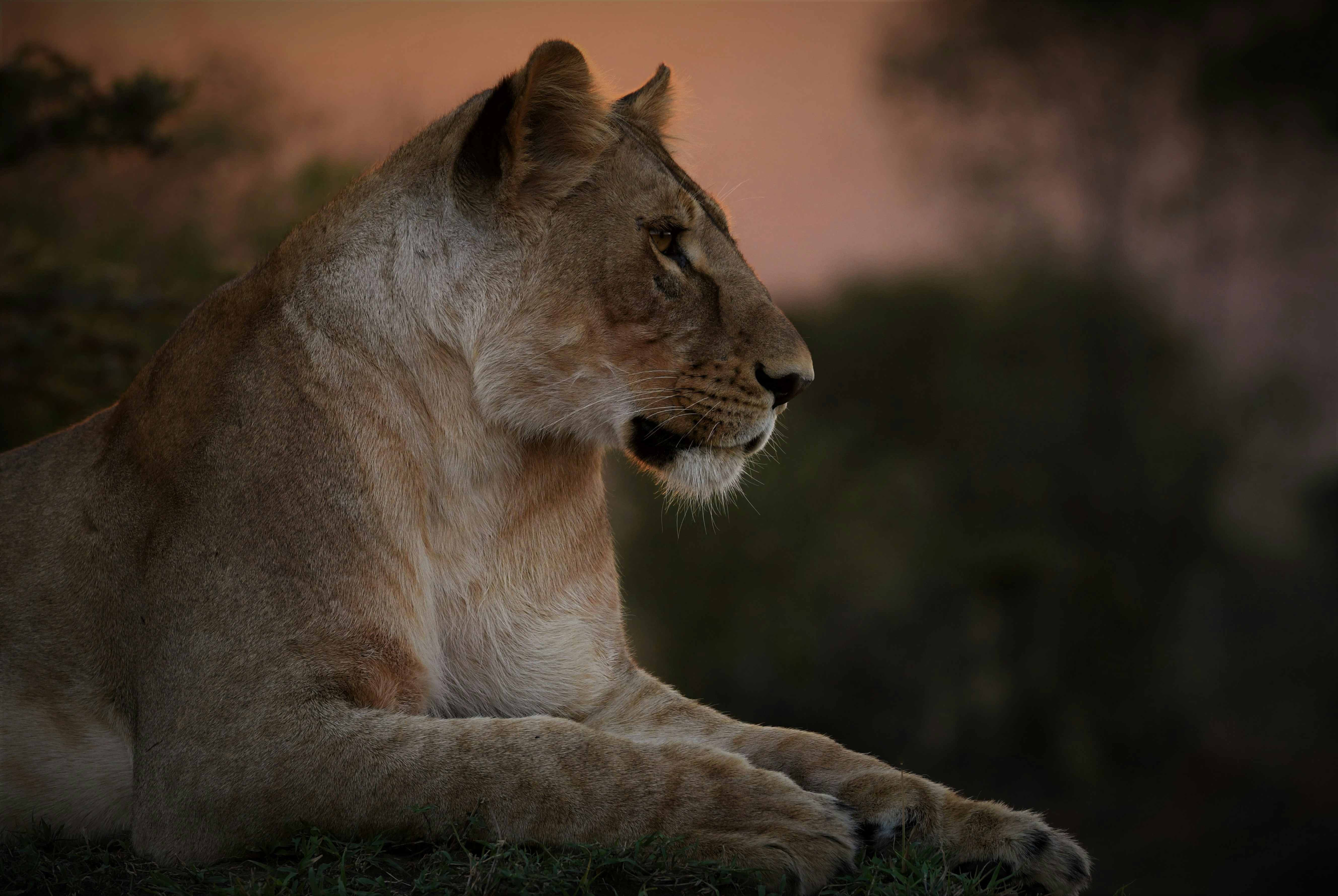 Mzuri-Safari is a safari company that offers safaris in Kenya and Tanzania.