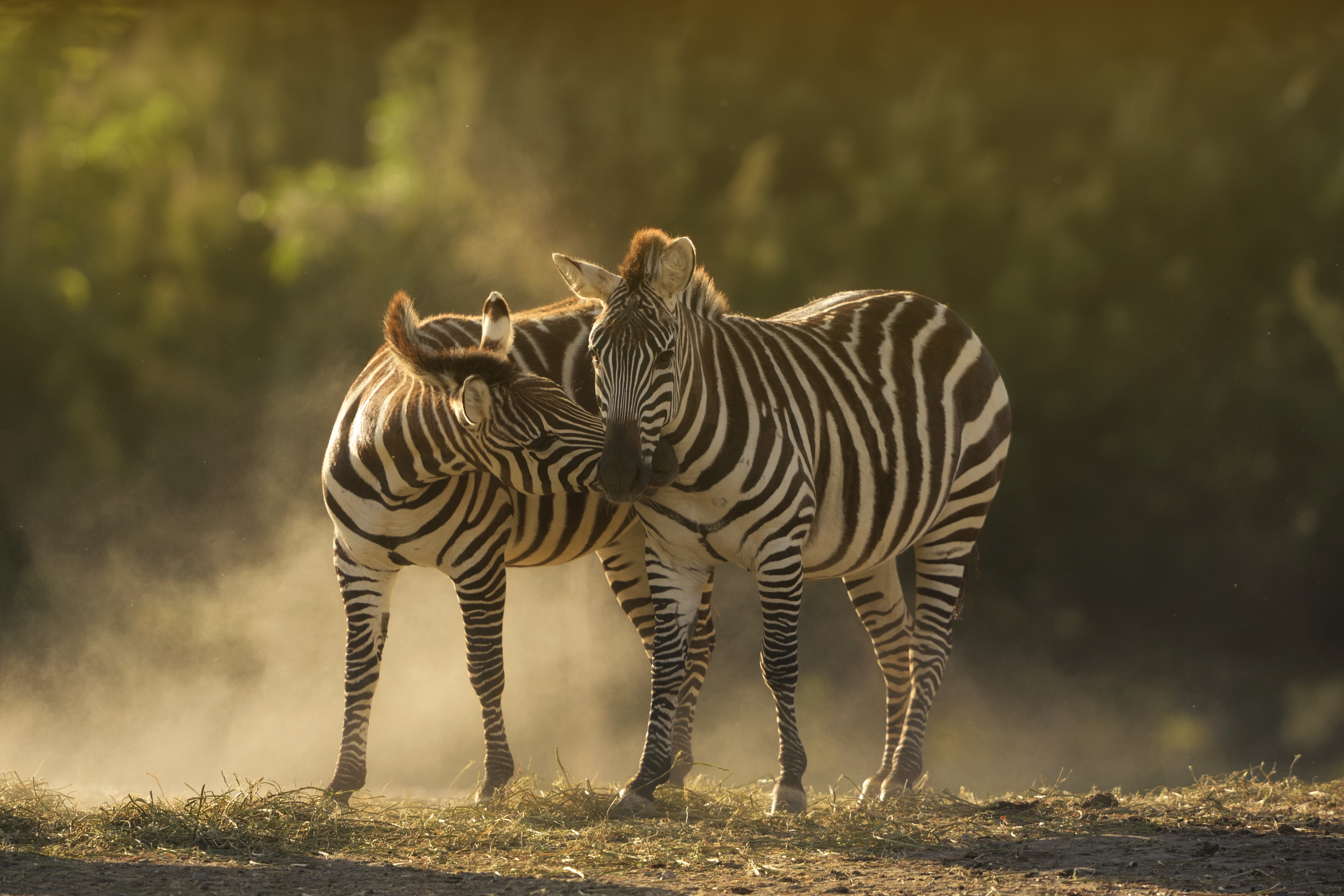 Mzuri-Safari is a safari company that offers safaris in Kenya and Tanzania.